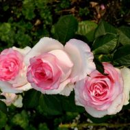 Роза Леонардо да Вінчі - чудовий царський кущ