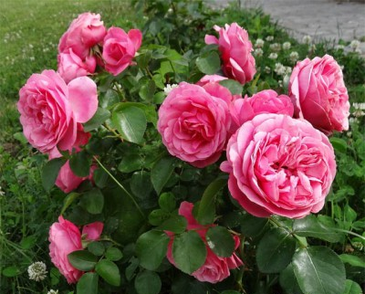 Rose Leonardo da Vinci cultivare, fotografie și descriere