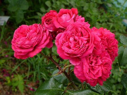 Rose Leonardo da Vinci cultivare, fotografie și descriere