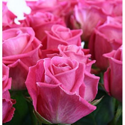 Roses aqua - pentru o frumusețe adevărată