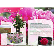Roses - bkn Strobel (rózsa) Roses - bkn strobel