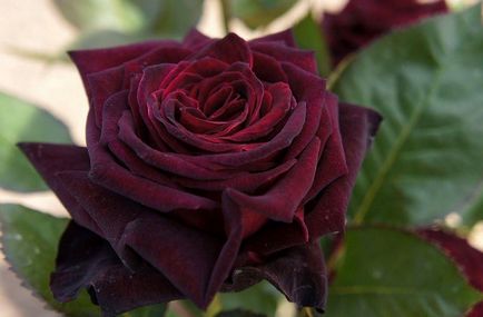 Троянди bkn strobel (Штробель), германію