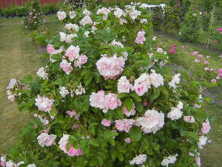 Троянди bkn strobel (Штробель), германію