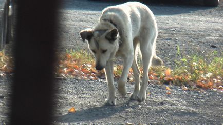 Rudy - un câine cu guler îngropat cu ikiv - societatea de protecție a animalelor orașului Pervouralsk