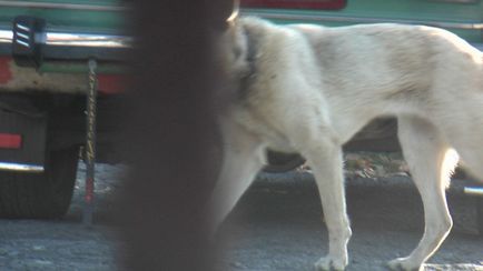Руді - собака з вросшим нашийником з иков - первоуральск міське товариство захисту тварин
