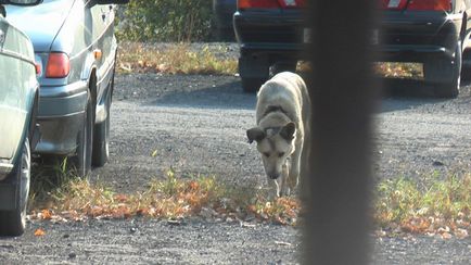 Rudy - un câine cu guler îngropat cu ikiv - societatea de protecție a animalelor orașului Pervouralsk