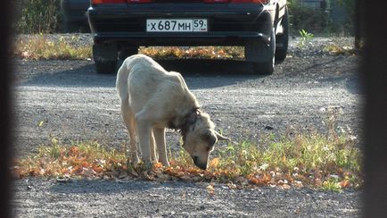 Rudy - un câine cu guler îngropat cu ikiv - societatea de protecție a animalelor orașului Pervouralsk