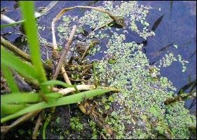 Păstrăvul mic, mic, rățuit, tratat cu duckweed - fiți sănătoși