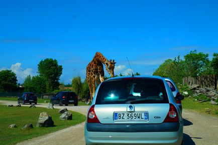 Parcul Safari și natura zoologică viva în Italia, cunoscute în străinătate