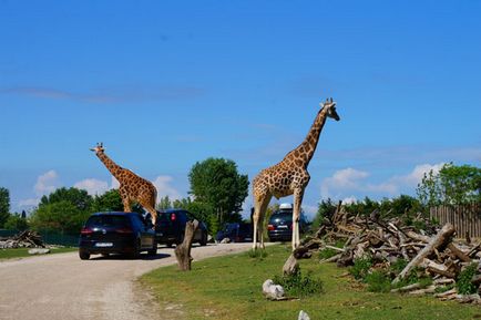 Parcul Safari și natura zoologică viva în Italia, cunoscute în străinătate