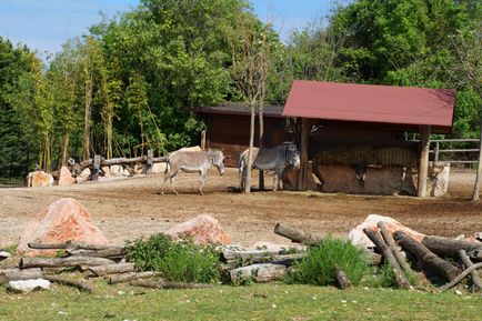 Parcul Safari și natura zoologică viva în Italia, cunoscute în străinătate