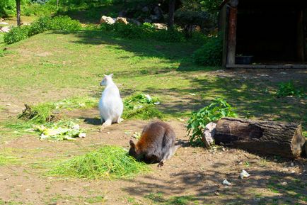 Parcul Safari și natura zoologică viva în Italia, cunoscute în străinătate