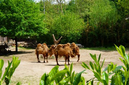 Parcul Safari și natura zoologică viva în Italia, cunoscute în străinătate