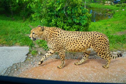 Parcul Safari și natura zoologică viva în Italia, cunoscute în străinătate