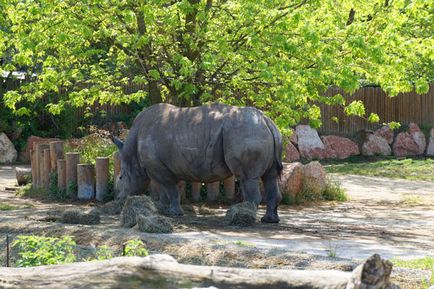 Parcul Safari și natura zoologică viva în Italia, cunoscute în străinătate
