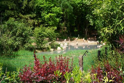 Parcul Safari și natura zoologică viva în Italia, cunoscute în străinătate