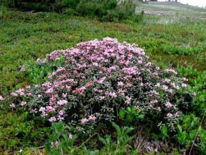 Sagan Daiie tulajdonságok és ellenjavallatok Rhododendron Adams