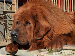 Cel mai scump câine din lume sa vândut pentru 1,9 milioane