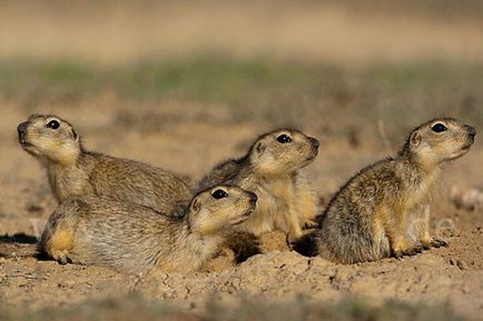 Cel mai mare gopher al Rusiei - faunei sălbatice