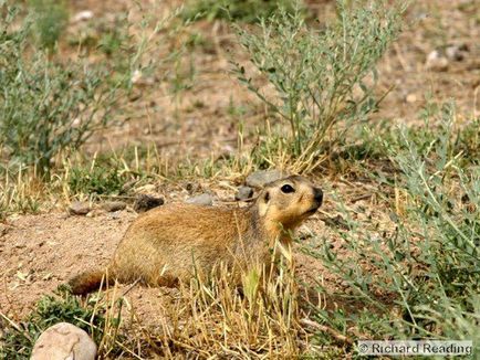 Cel mai mare gopher al Rusiei - faunei sălbatice