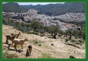 Agricultura »caprine