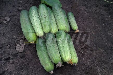 Semințe de legume