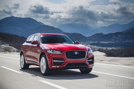 Сімейство котячих 5 моделей jaguar, на які варто звернути увагу