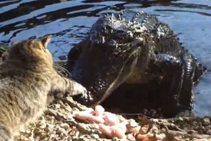 Pisica Sensation a atacat crocodilul - este interesant