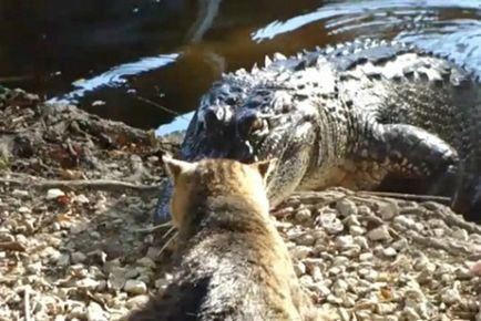Pisica Sensation a atacat crocodilul - este interesant