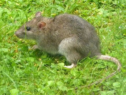 Șobolan gri, șobolan granat (rattus norvegicus) pasyuk, aspect aspect culoare descriere gri