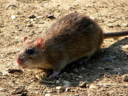 Șobolan gri, șobolan granat (rattus norvegicus) pasyuk, aspect aspect culoare descriere gri