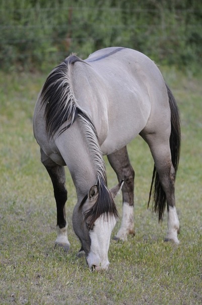 Culoarea gri a unui cal și toate nuanțele sale fotografie, descriere