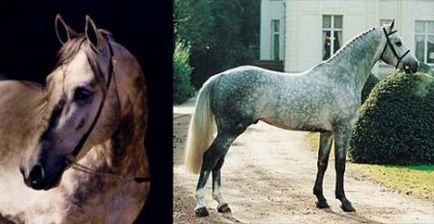 Сіра масть коня і все її відтінки фото, опис