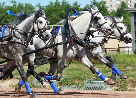 Сіра масть коня опис, породи, характеристика