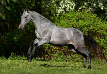 Culoarea gri a calului descrie, rasa, caracteristică