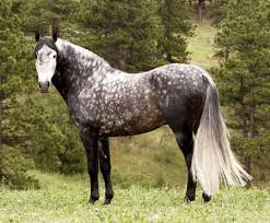 Culoarea gri a unui cal în mere, caracteristici, descriere, fotografie și video
