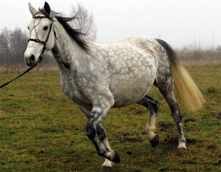 Сіра масть найцікавіше про сірої масте, мої конячки