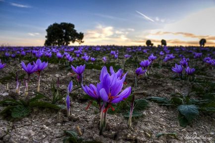 Saffron a legdrágább fűszer