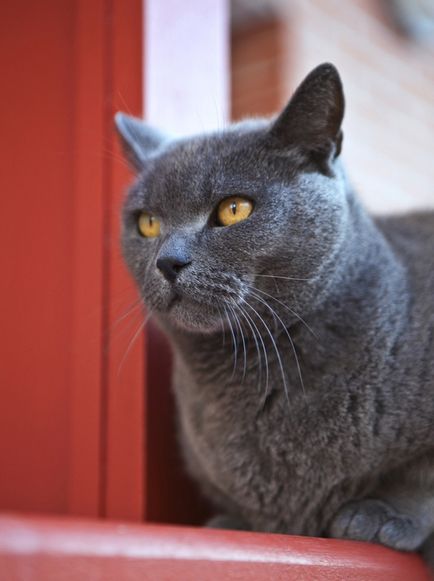 Chartreux Descrierea rasei de pisici, materiale foto si video, comentarii despre rasa