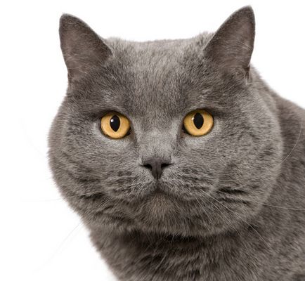 Chartreux Descrierea rasei de pisici, materiale foto si video, comentarii despre rasa