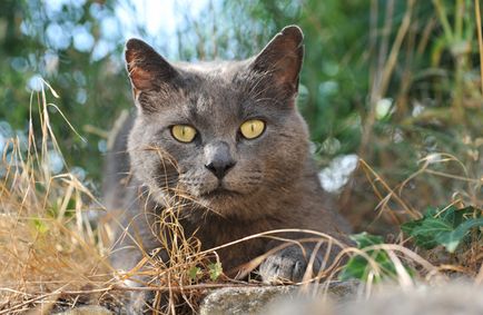 Chartreux Descrierea rasei de pisici, materiale foto si video, comentarii despre rasa