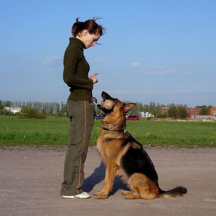 Puppy nu vrea să învețe ce să facă