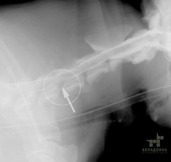 Шийна дископатия у собак (міжхребцева грижа шийного відділу хребта)