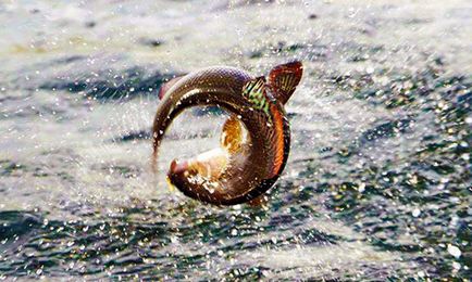Graylingul siberian este un vis de pescuit, bogățiile siberiene