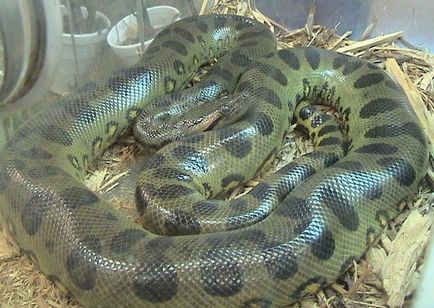 Mennyi lemért legnagyobb anakonda fogott vadászoknak (anaconda) Mennyi lemért legnagyobb anakonda fogott vadászok