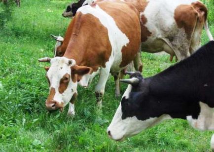 Bovine care merge singură ... - Teritoriul nostru din Krasnoyarsk