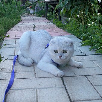 Scottish Fold Cum să ai grija (Scottish Fold Care pentru pisoi) Scottish Fold Cum să aveți grijă