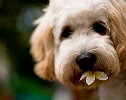 Câinele mănâncă flori