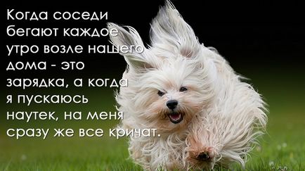 Собаки-мислителі або як перевернути свої погляди на життя вихованця