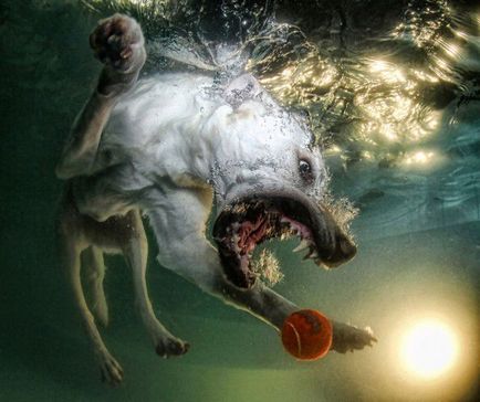 Câini scufunda - doar interesant